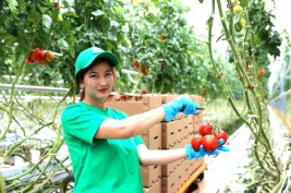«EURASIAN GREEN PRODUCT»: ставка на томаты