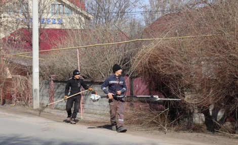 В Каскелене началась обрезка деревьев