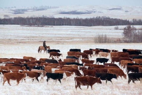 Зимовка по хорошо  продуманной цепочке