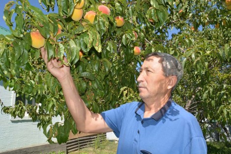 Еңбекқор Еркін ағаның бақшасында бәрі бар