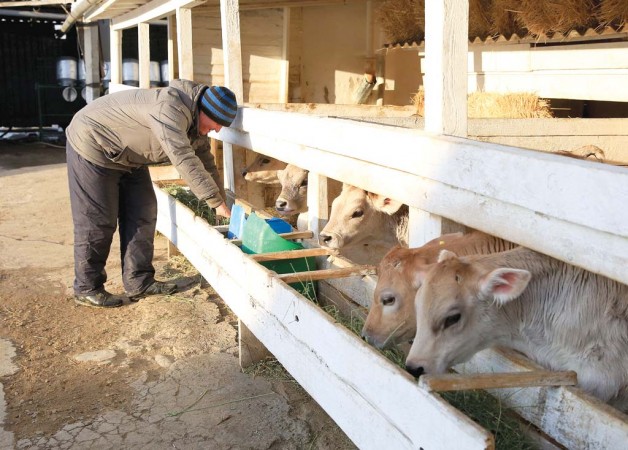 Молоко и овощи от крестьянского хозяйства «Мамед»